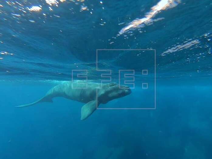 Los expertos temen que no sobreviva (Foto cedida por Fan Diving El Hierro / Marco Szlapka)